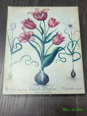 Tulipa Perfica Aperta Antique Botanical Tulip Study Wall Art